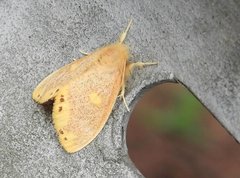 Euproctis quadrangularis