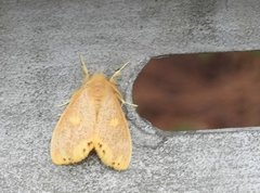 Euproctis quadrangularis