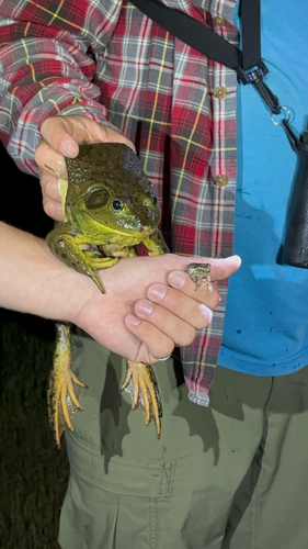 iNaturalist observation photo of American Bullfrog