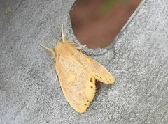 Euproctis quadrangularis