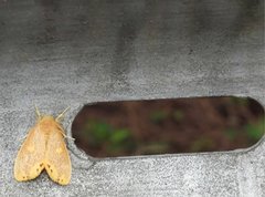 Euproctis quadrangularis