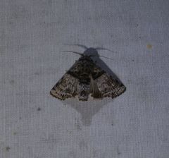 Aplotelia tripartita