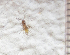 Tapinolepis trimenii