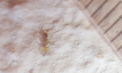 Tapinolepis trimenii