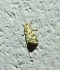 Aporocosmus lamprodeta