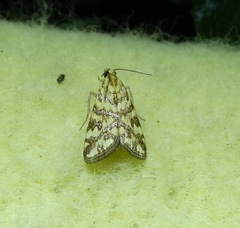 Aporocosmus lamprodeta