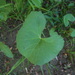 Caltha palustris membranacea - Photo 由 Svetlana Nesterova 所上傳的 (c) Svetlana Nesterova，保留部份權利CC BY-NC