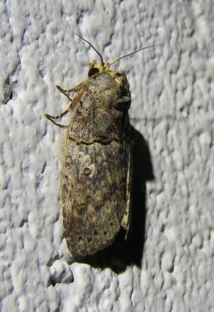 Archigargetta amydra