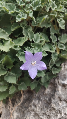 Campanula isophylla, photograph 3