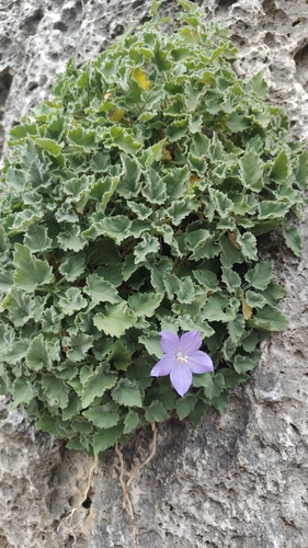 Campanula isophylla, photograph 4