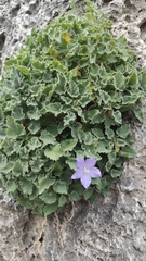 Campanula isophylla, photograph (c) Isabella Paleari, some rights reserved (CC BY)