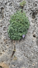Campanula isophylla, photograph (c) Isabella Paleari, some rights reserved (CC BY)