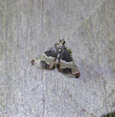 Arescoptera idiotypa