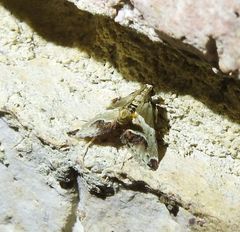 Arescoptera idiotypa