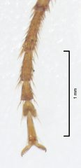 Trigonothops pacifica
