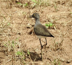 Vanellus lugubris