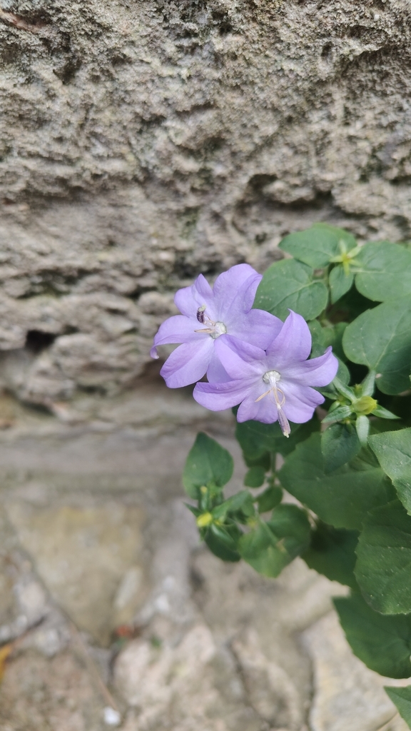 Кампанула — Campanula isophylla