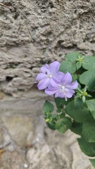 Campanula isophylla
