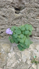 Campanula isophylla, photograph (c) Isabella Paleari, some rights reserved (CC BY)