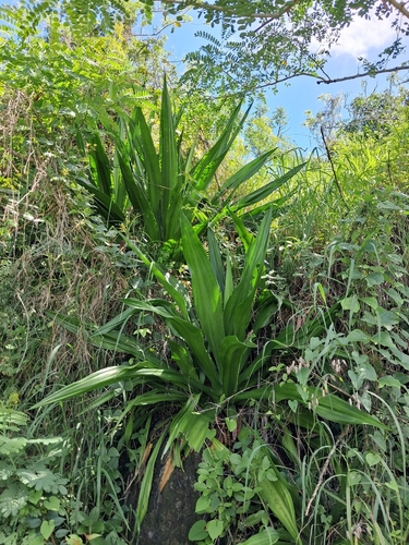 Furcraea tuberosa