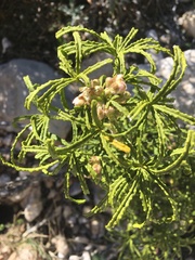 Choisya dumosa