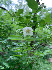 Philadelphus inodorus, photograph author not stated, no rights reserved