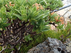 Pimelea gnidia