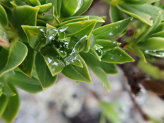 Pimelea gnidia