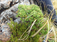 Pimelea gnidia