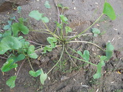 Caltha palustris membranacea