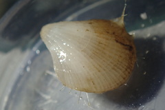 Laqueus