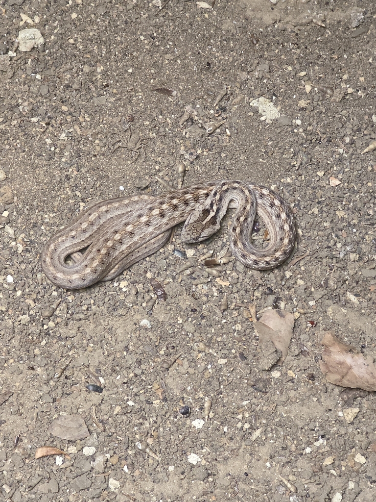 Thamnodynastes phoenix