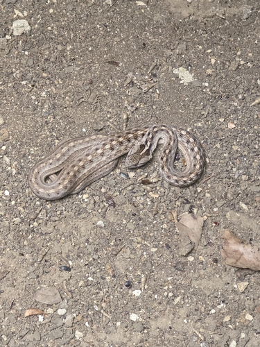 Petrolina Mock Viper