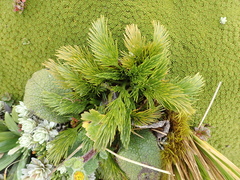 Aciphylla dissecta
