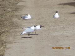 Chroicocephalus ridibundus