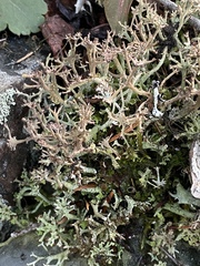 Cladonia multiformis