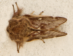 Eriogaster lanestris