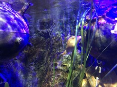 Canthigaster compressa