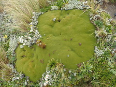 Aciphylla dissecta