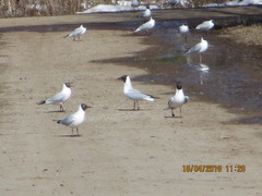Chroicocephalus ridibundus