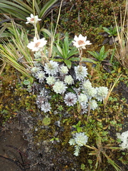 Leucogenes leontopodium