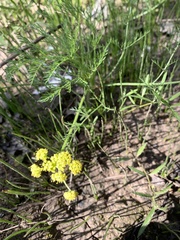 Lomatium bradshawii