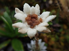 Leucogenes leontopodium