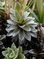 Leucogenes leontopodium