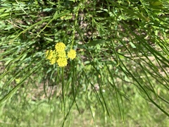 Lomatium bradshawii