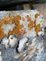 Xanthomendoza mendozae