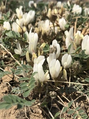 Astragalus scaberrimus