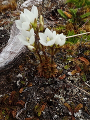 Gentianella montana ionostigma