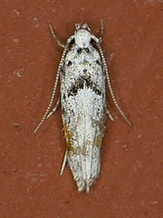 Sinoe