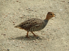 Campocolinus coqui coqui